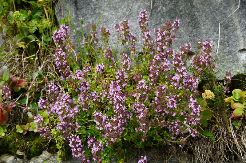 Cultivo de Tomillo