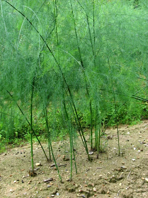 Cultivo de Espárrago