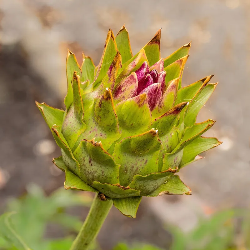 Cultivo de Cardo