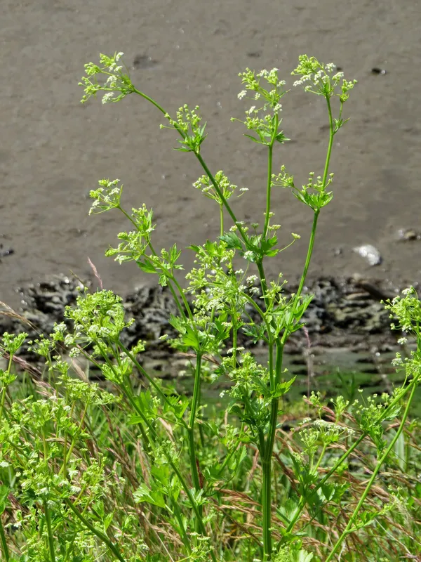 Cultivo de Apio