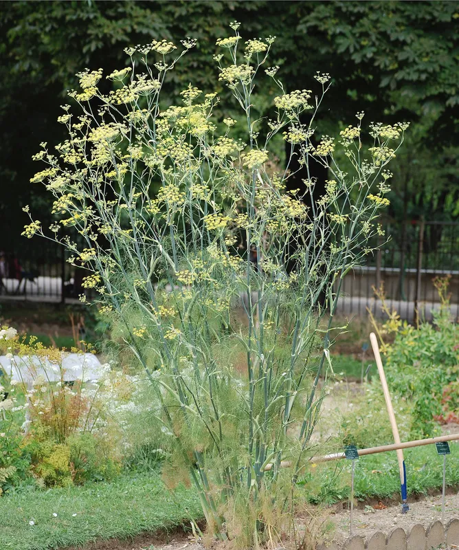 Cultivo de Hinojo