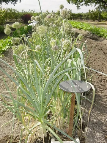 Cultivo de Puerro