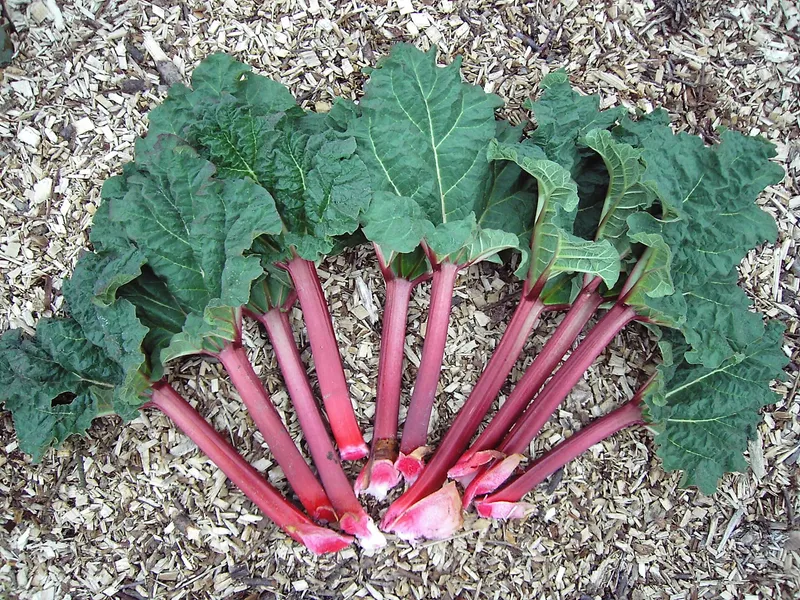 Cultivo de Ruibarbo