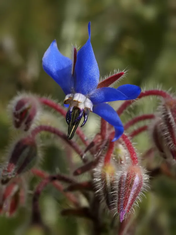 Cultivo de Borraja
