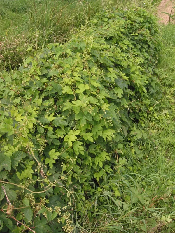 Cultivo de Lúpulo