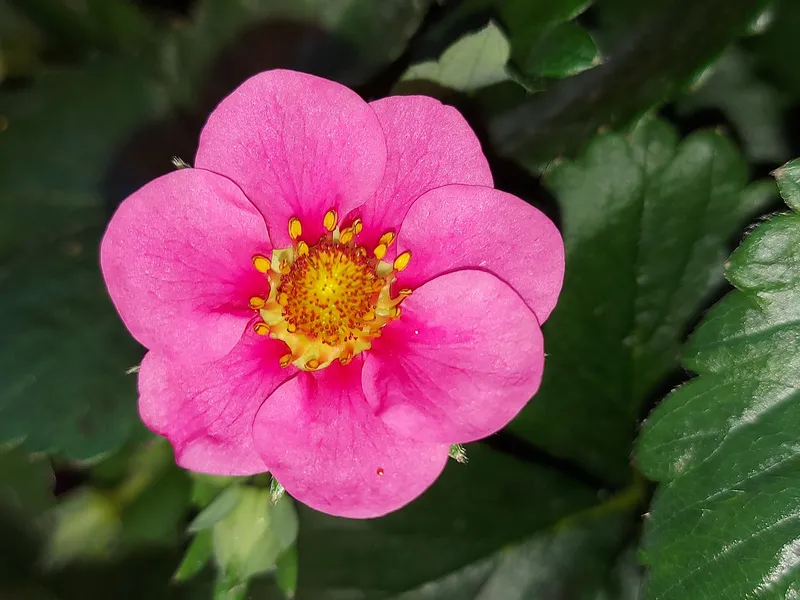 Cultivo de Fresal