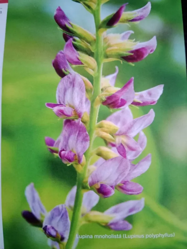 Cultivo de Regaliz
