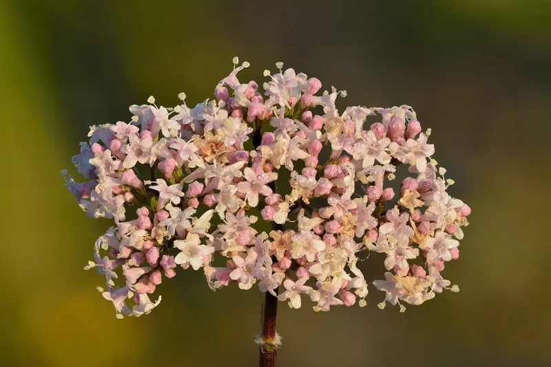 Cultivo de Valeriana