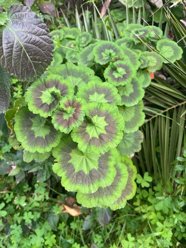 Cultivo de Geranio