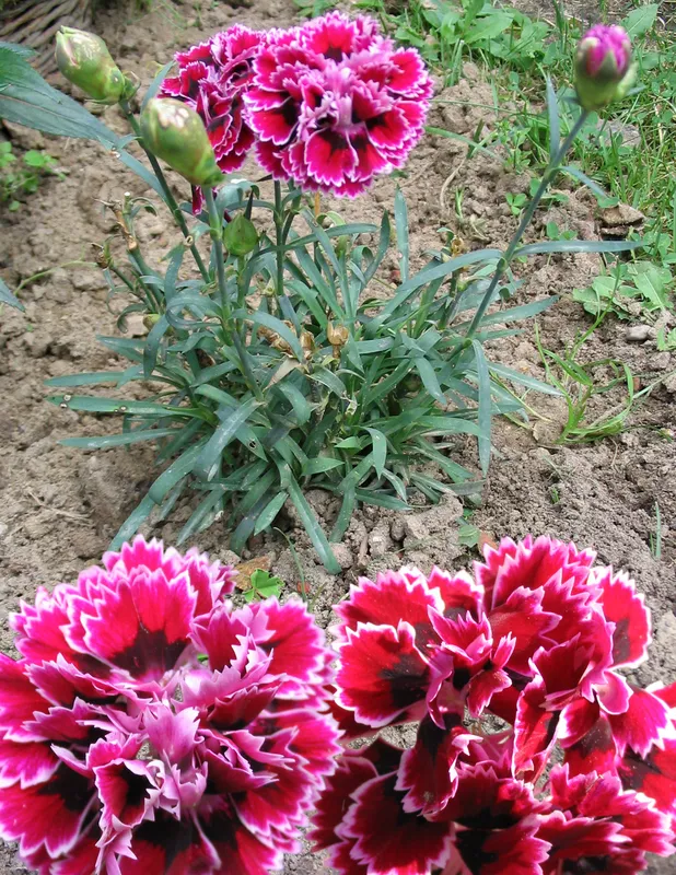 Cultivo de Clavel