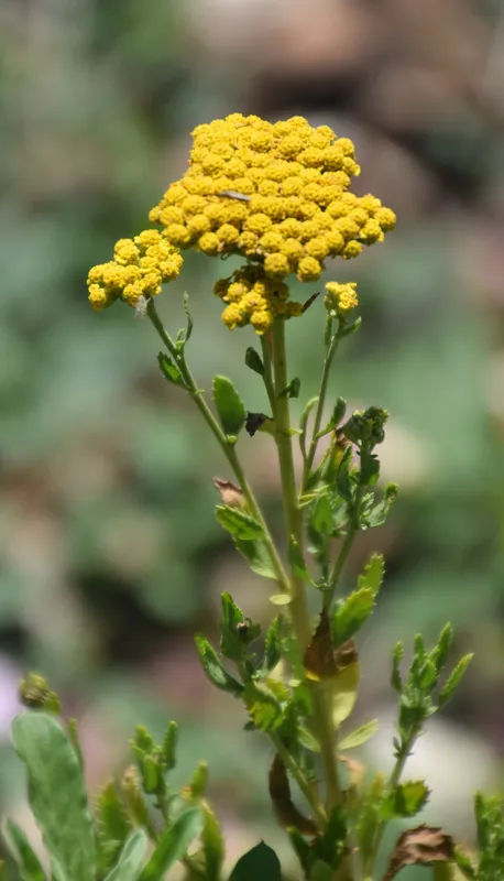 Cultivo de Agerato
