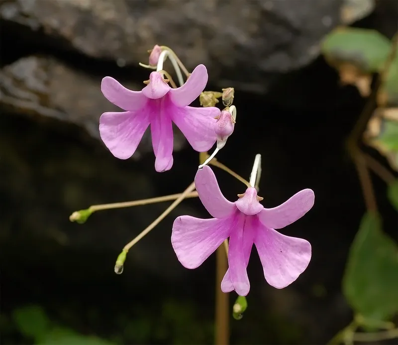 Cultivo de Impatiens