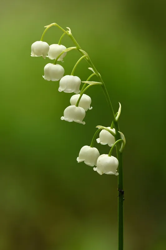 Cultivo de Lirio de los valles