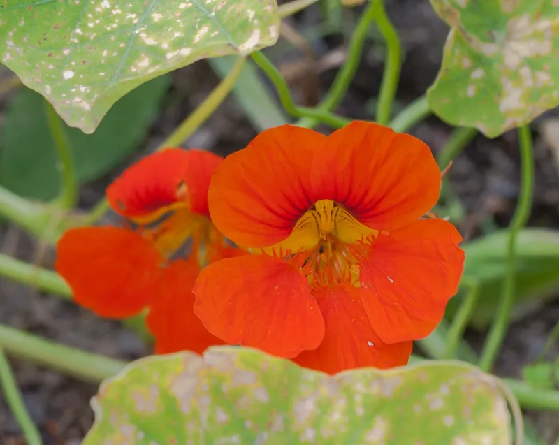 Cultivo de Capuchina