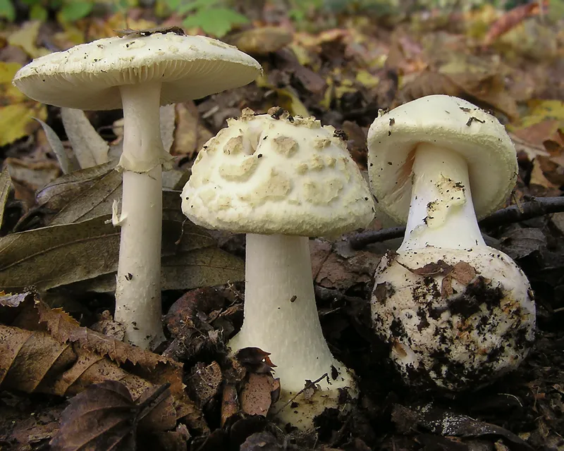 Cultivo de Setas