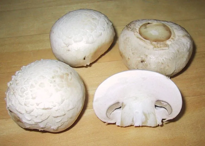 Cultivo de Champiñón