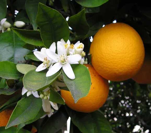 Cultivo representativo de Frutos cítricos