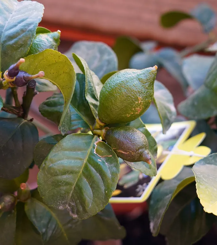 Cultivo de Limones