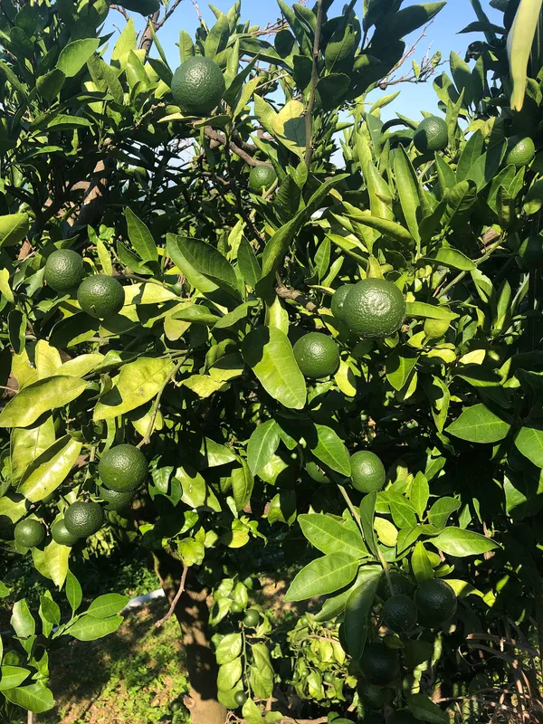 Cultivo de Limas
