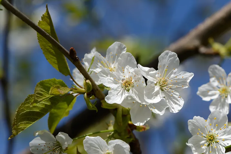 Cultivo de Cerezas