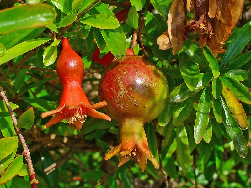 Cultivo de Granadas