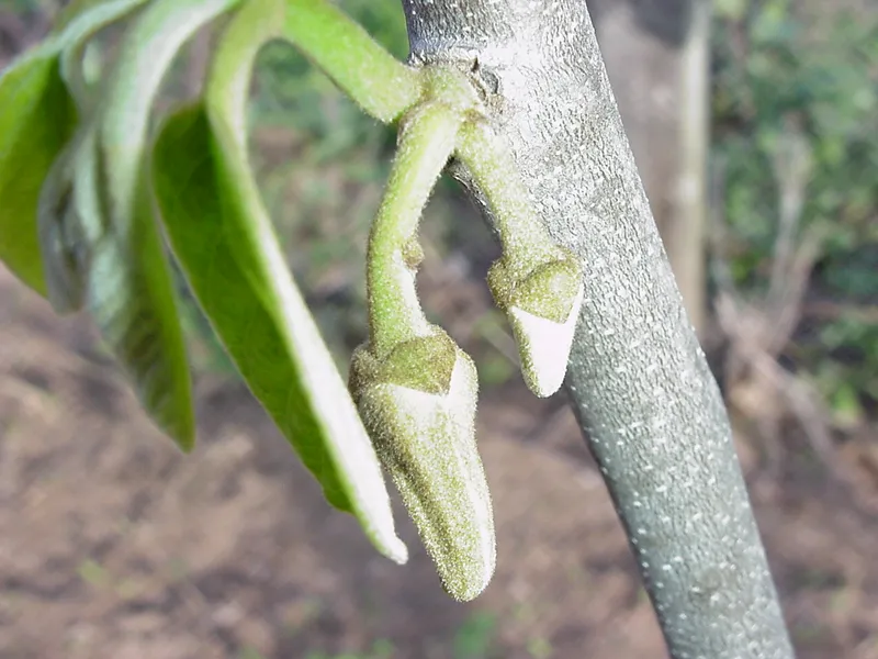 Cultivo de Chirimoyas