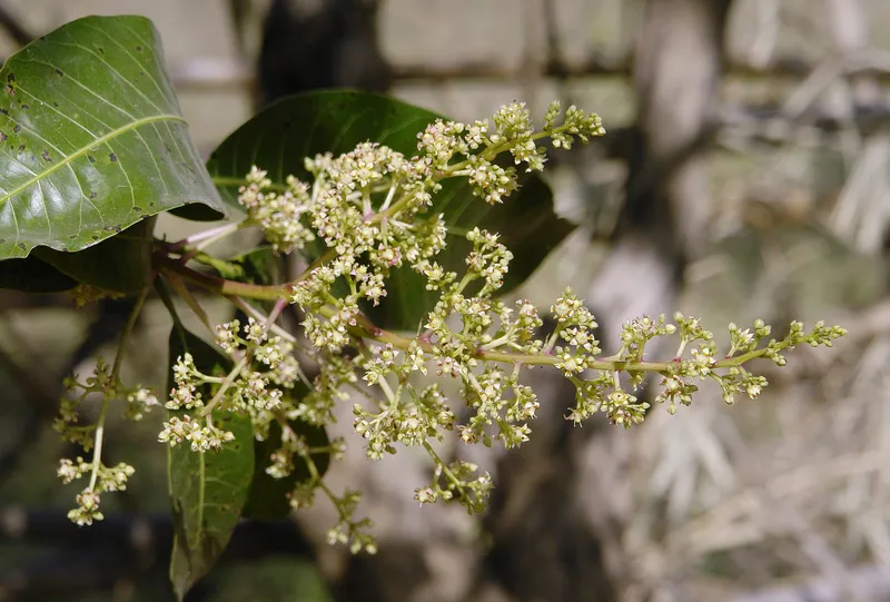Cultivo de Mangos