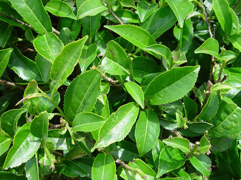 Cultivo de Té