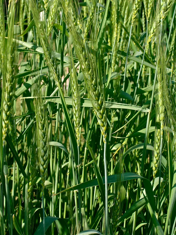 Cultivo de Granos de trigo