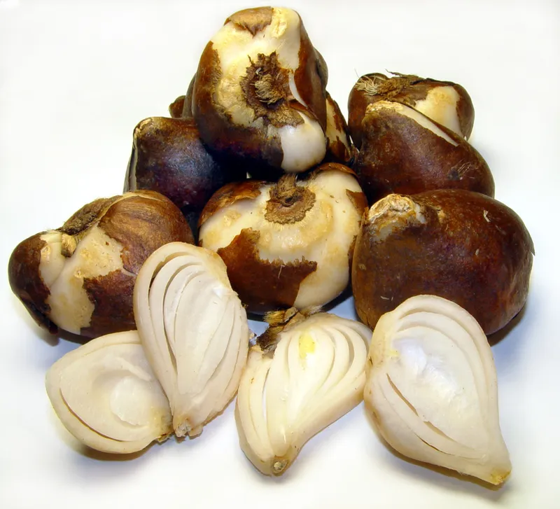 Cultivo de Bulbos