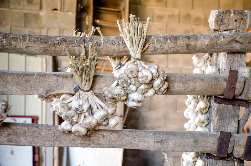Cultivo de Ajos