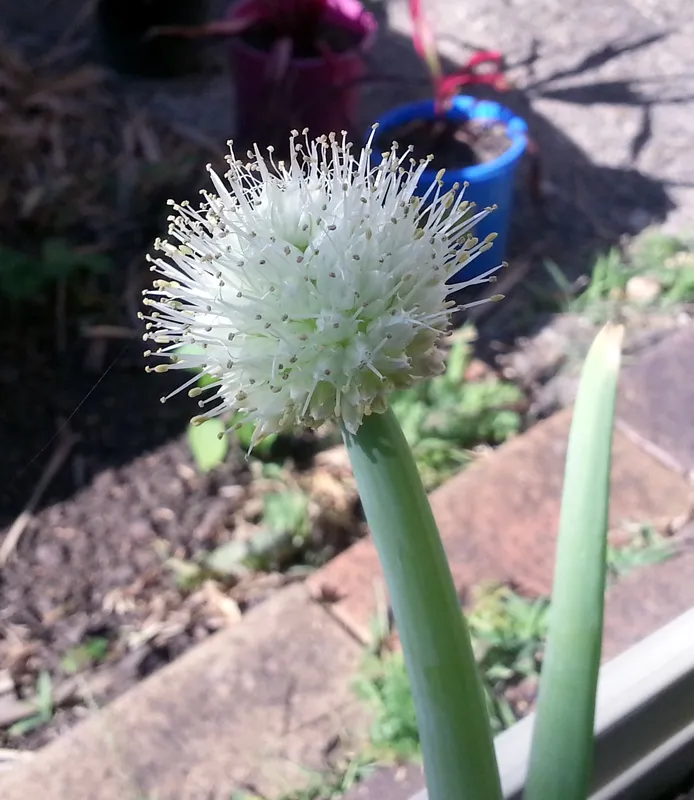 Cultivo de Chalotes