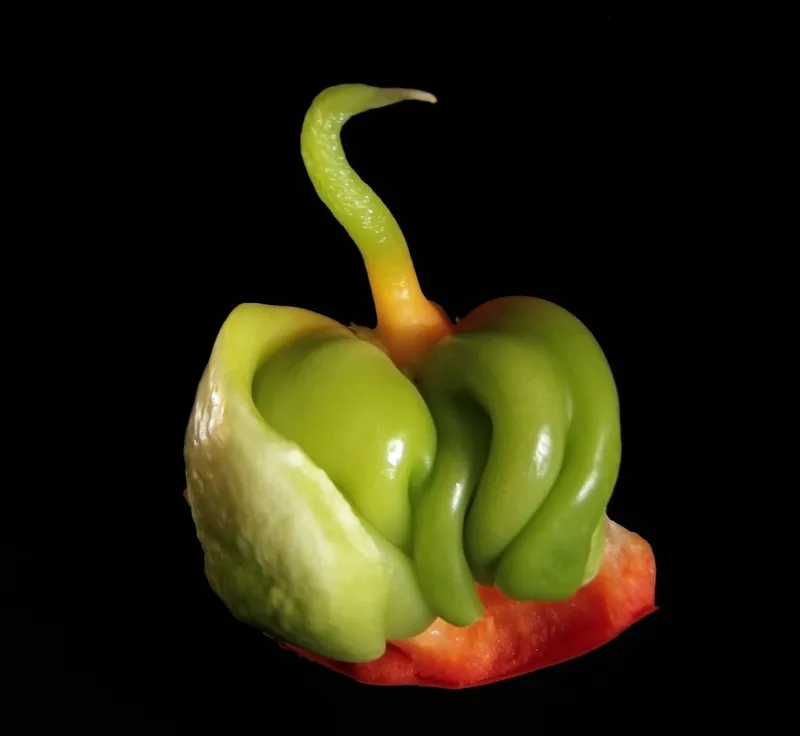 Cultivo de Pimientos