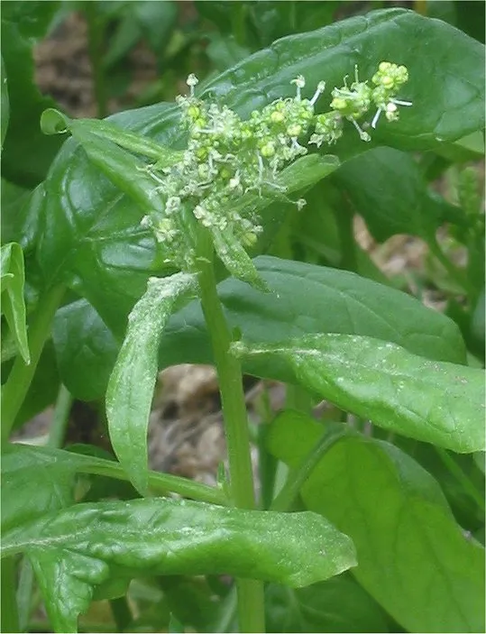 Cultivo de Simiente de espinacas