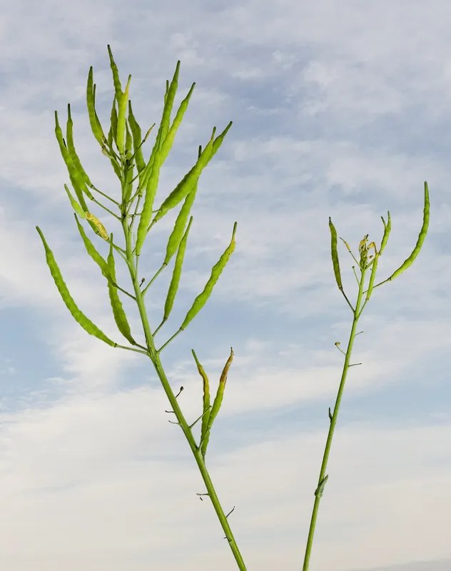 Cultivo de Simiente de colza
