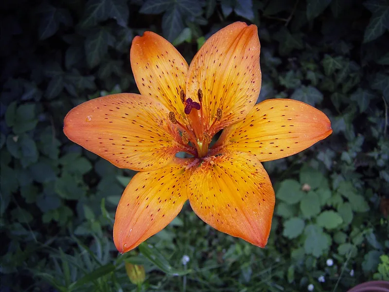 Cultivo representativo de Flores cortadas