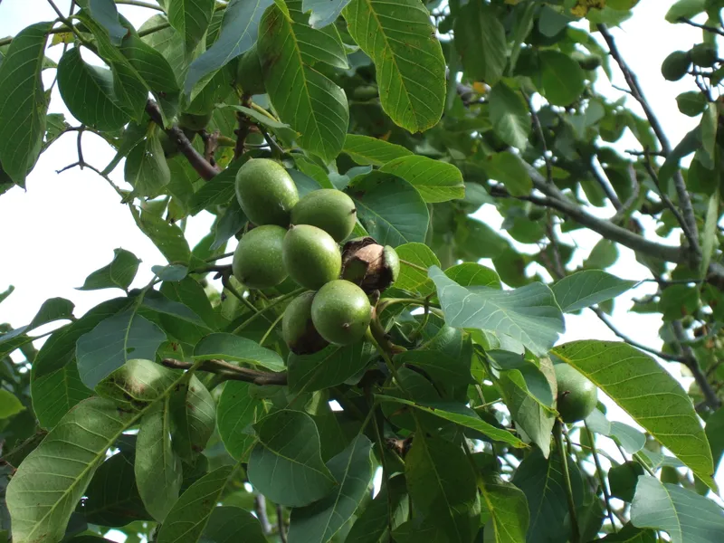 Nogal común (Juglans regia) con nueces en maduración
