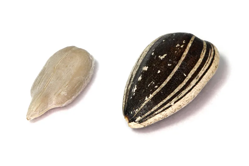 Cultivo representativo de Semillas oleaginosas