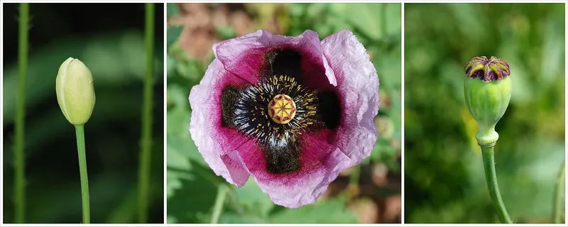 Cultivo de Semillas de adormidera