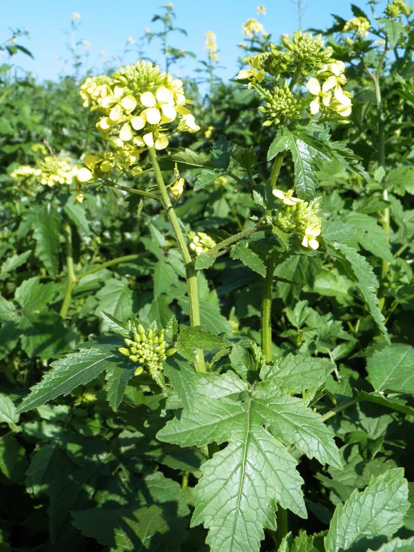 Cultivo de Semillas de mostaza