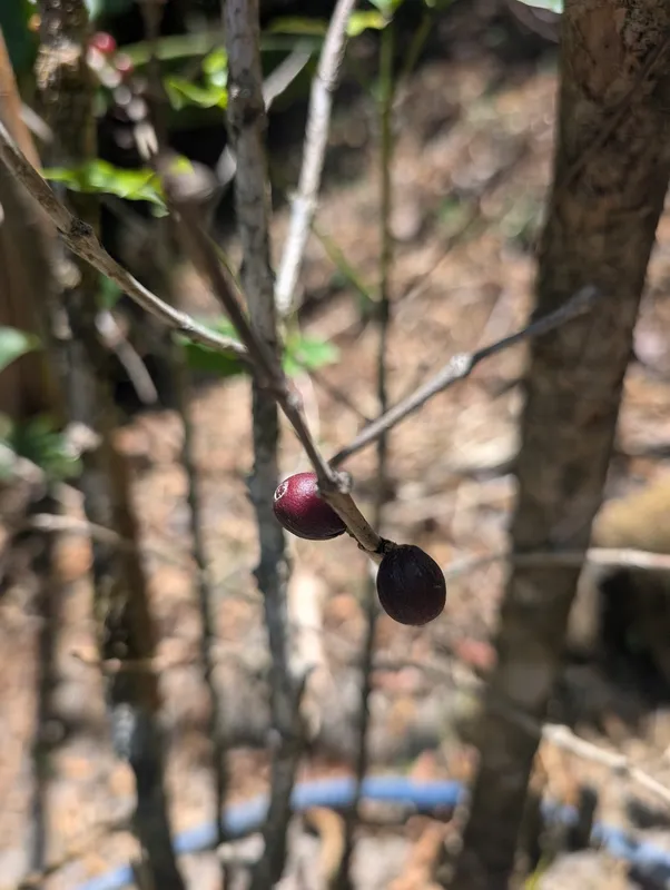 Cultivo de Café en grano