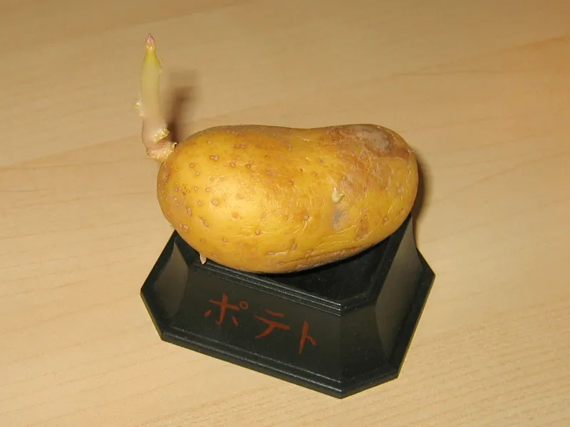 Cultivo de Patatas para almacenar