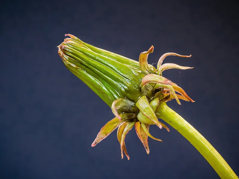 Cultivo de Diente de león