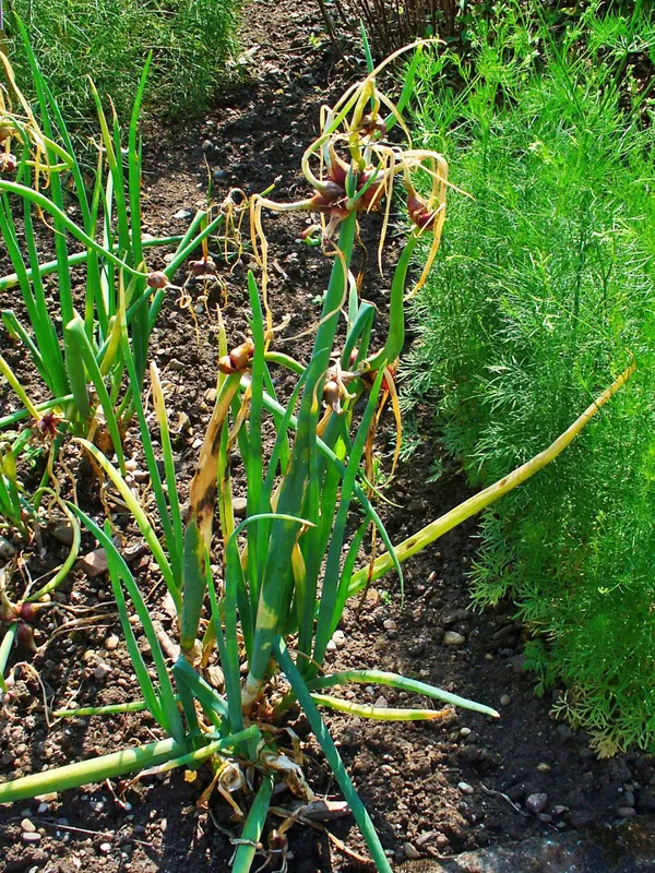 Cultivo de Simiente de cebolla
