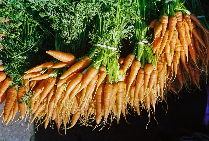 Cultivo de Simiente de zanahoria