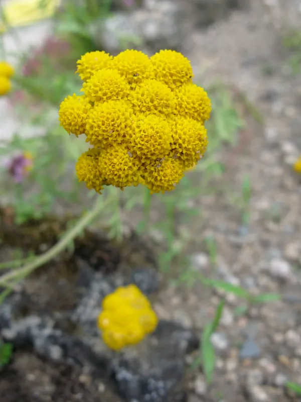 Cultivo de Lonas