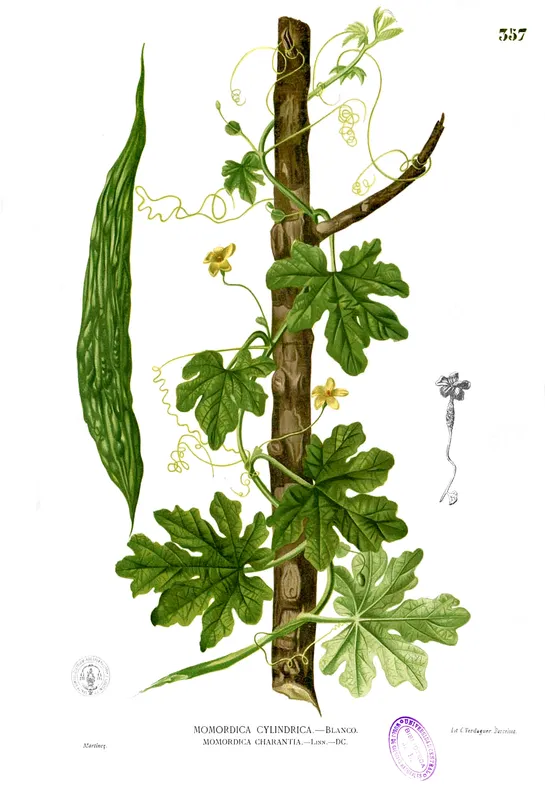 Cultivo de Melón amargo, calabaza africana, sopropo