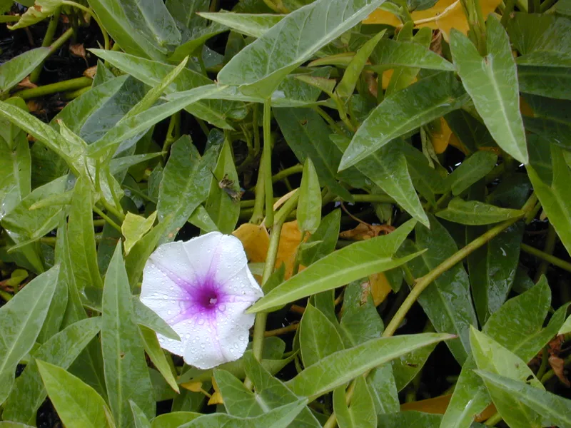 Cultivo de Kankung, batatillas de agua, boniatos de agua