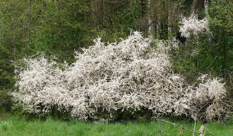 Cultivo de Endrino
