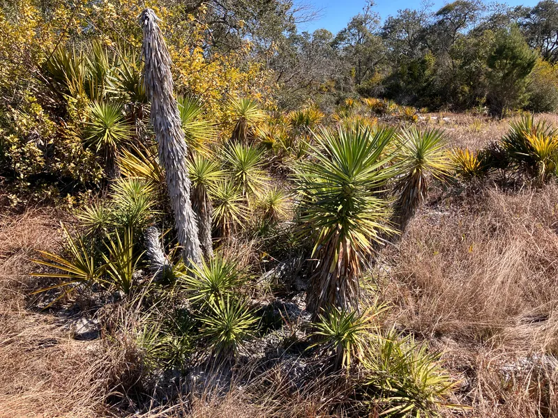 Cultivo de Yucas